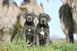 CANE CORSO 388